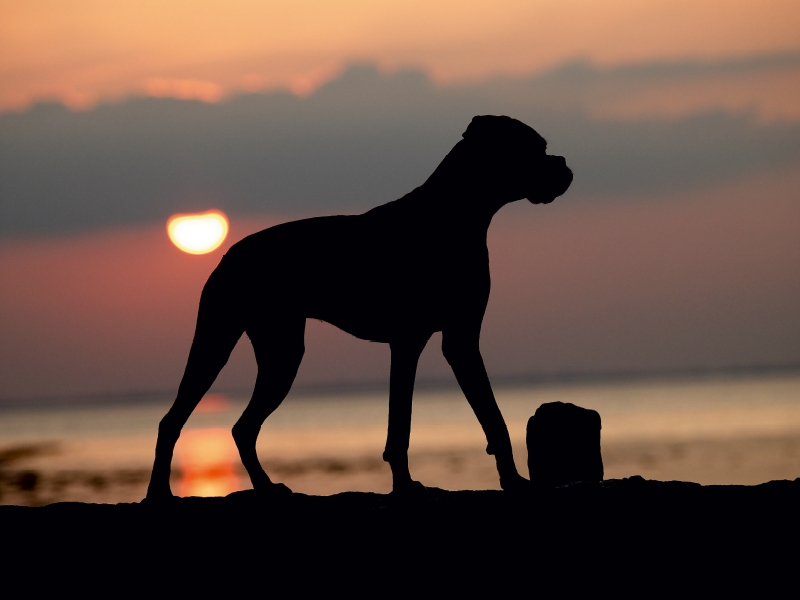 Stehender Hund im Sonnenuntergang