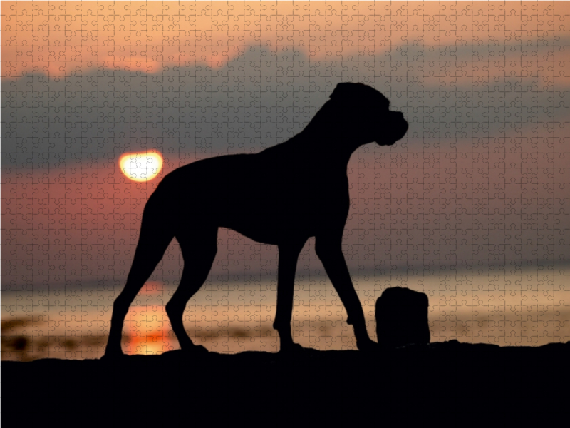 Stehender Hund im Sonnenuntergang