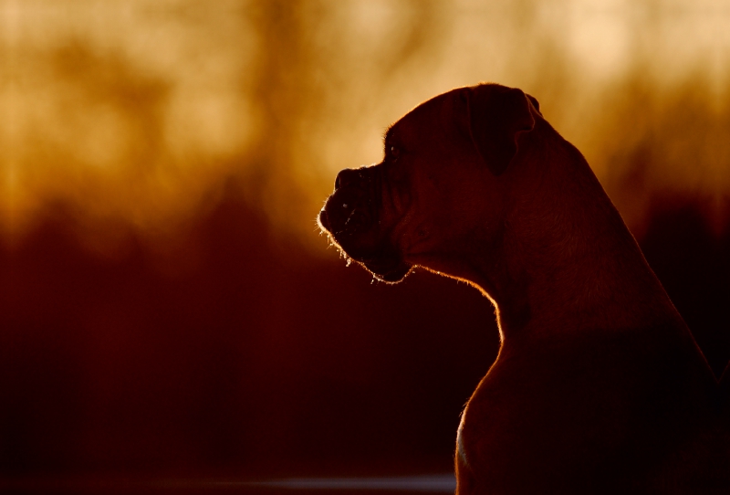 Hund im Sonnenuntergang