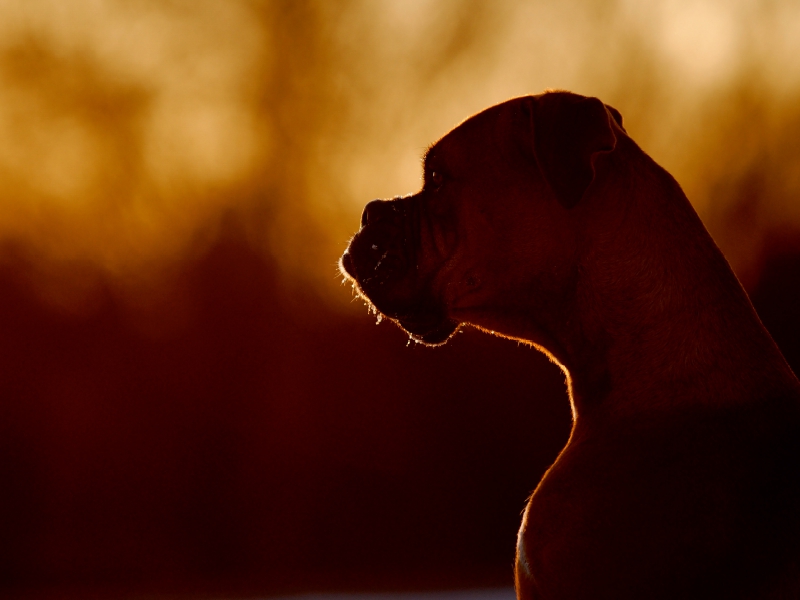 Hund im Sonnenuntergang