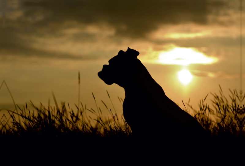 Hund im Sonnenuntergang