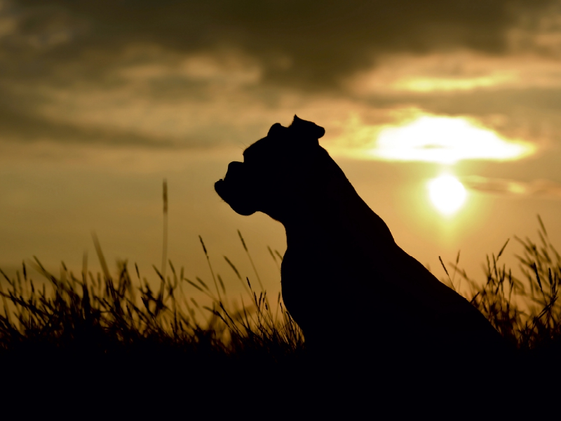 Hund im Sonnenuntergang