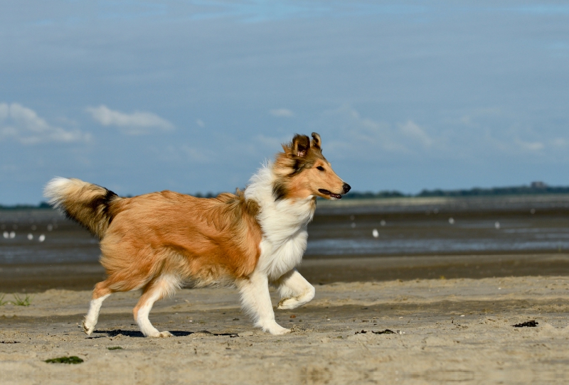 Collie am Strand