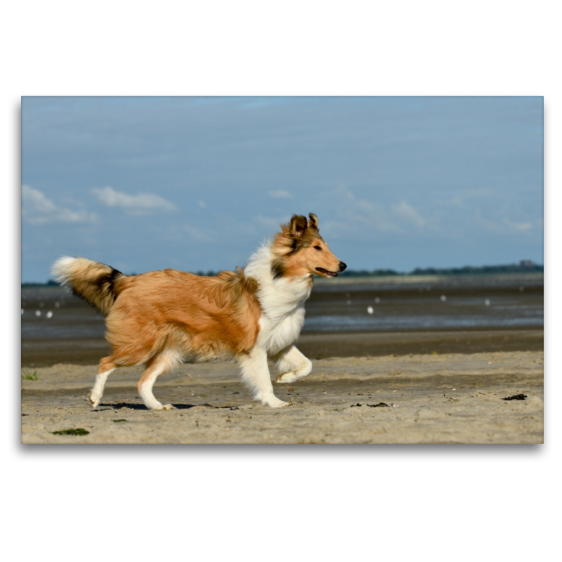 Collie am Strand