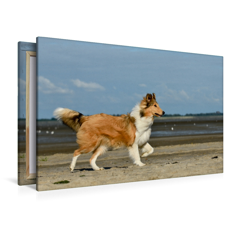 Collie am Strand