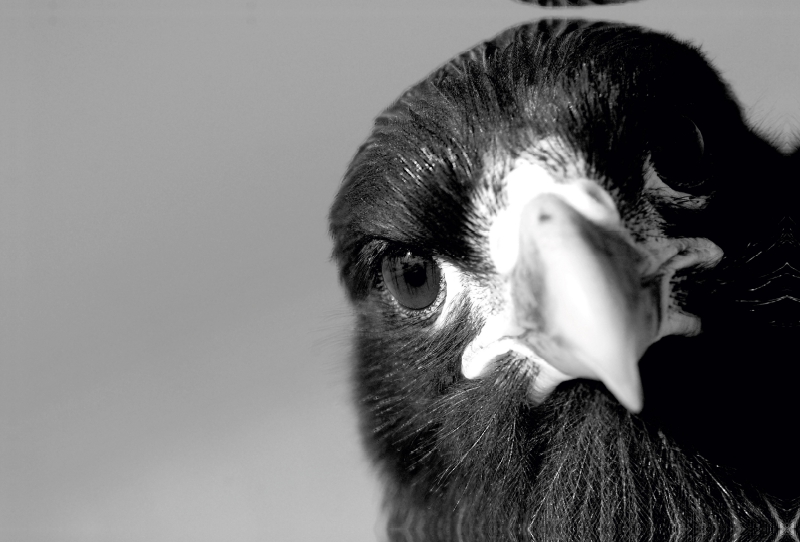 Ich seh' Dir in die Augen Kleines; Falkland Karakara, Falklands