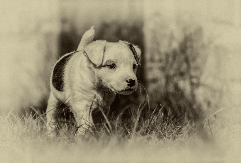 Ein Motiv aus dem Kalender Parson Jack Russel Welpen