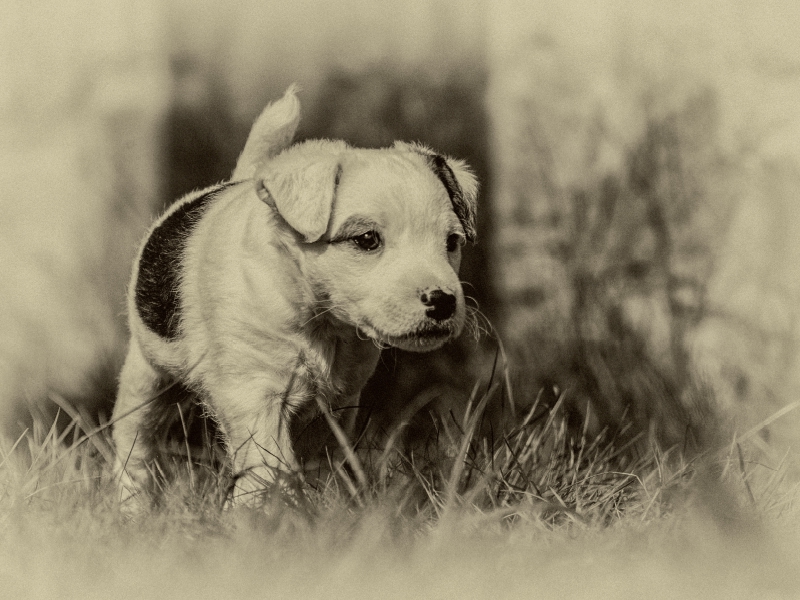 Ein Motiv aus dem Kalender Parson Jack Russel Welpen