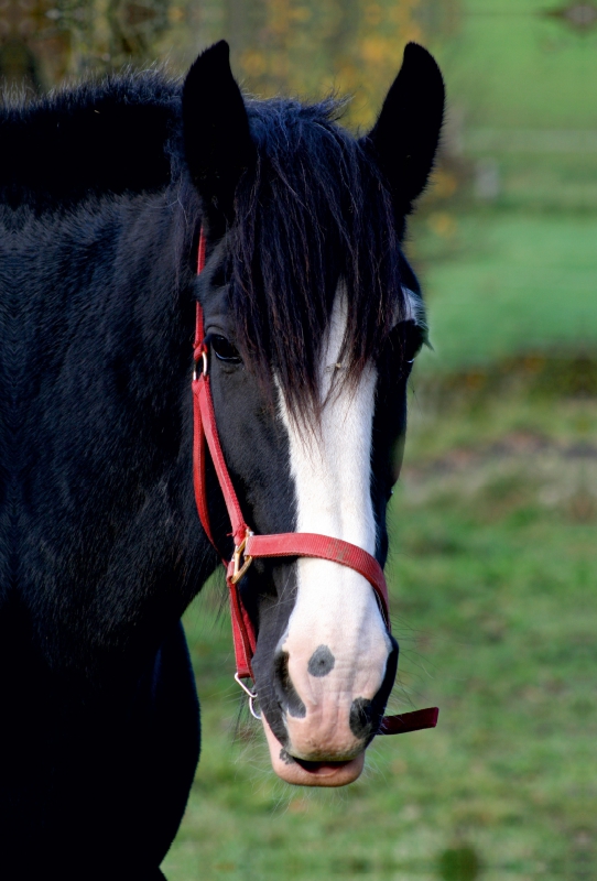 Shire-Horse