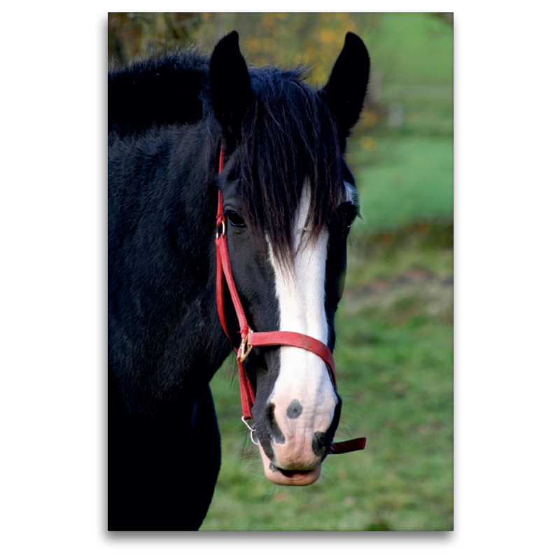 Shire-Horse