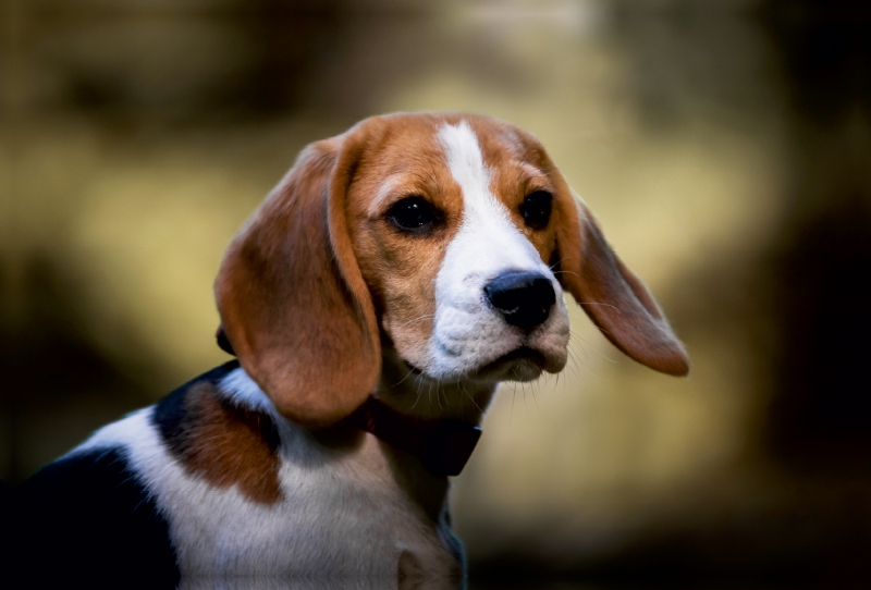 Beagle-Portrait