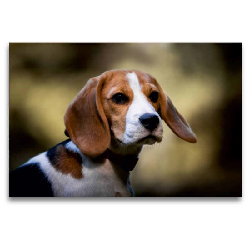 Beagle-Portrait