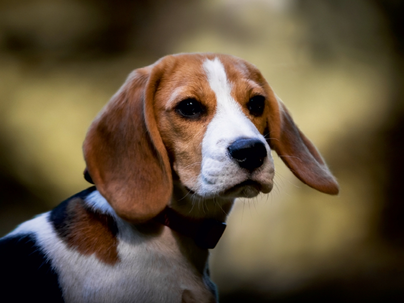 Beagle-Portrait