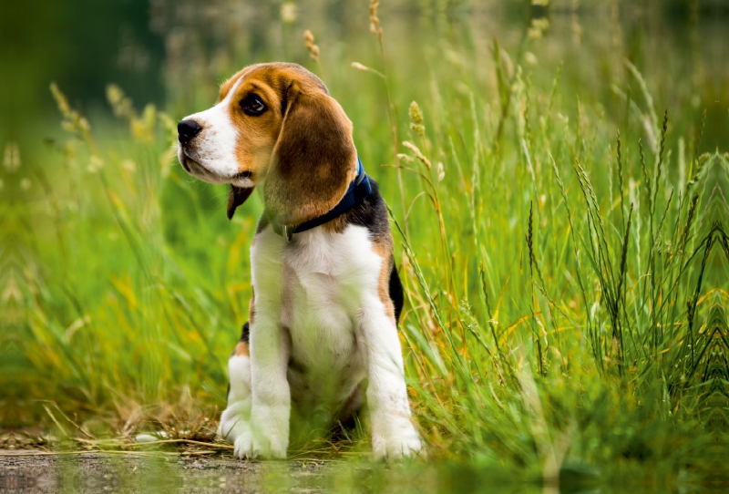 Beagle-Welpe