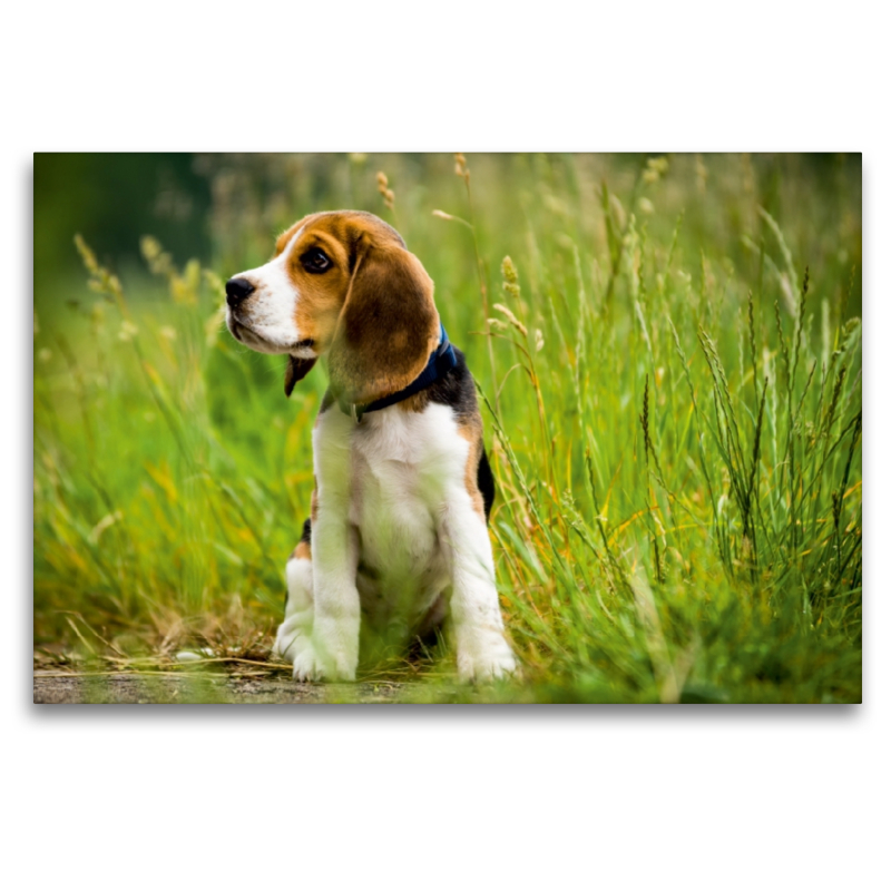 Beagle-Welpe