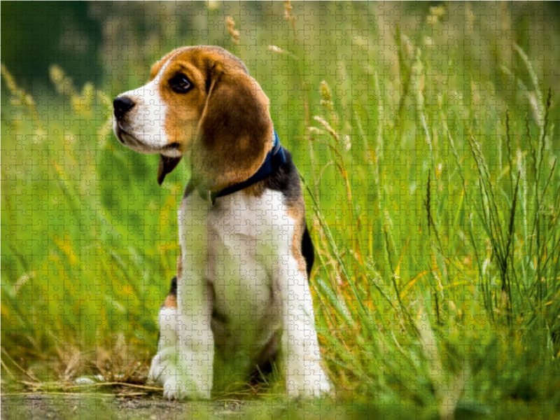 Beagle-Welpe