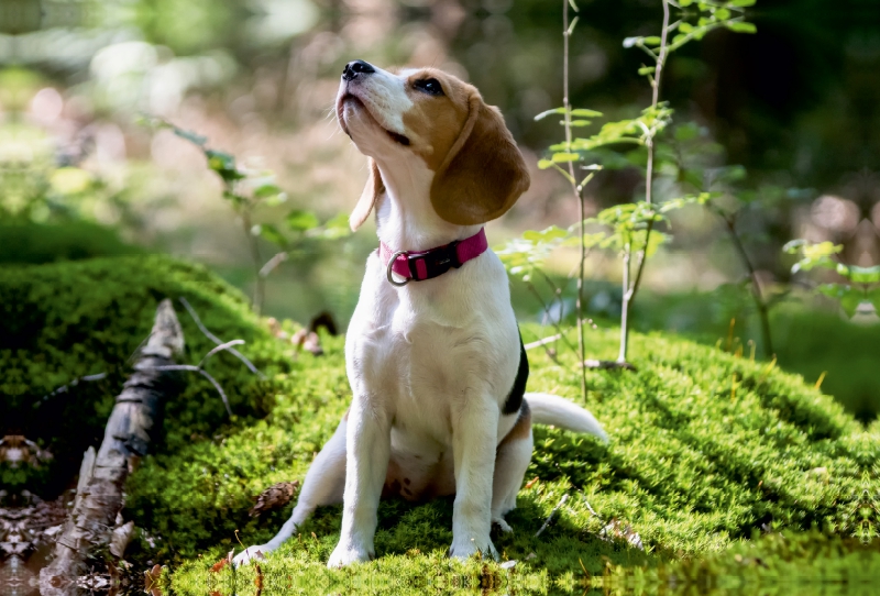 Beagle-Mädchen im Wald