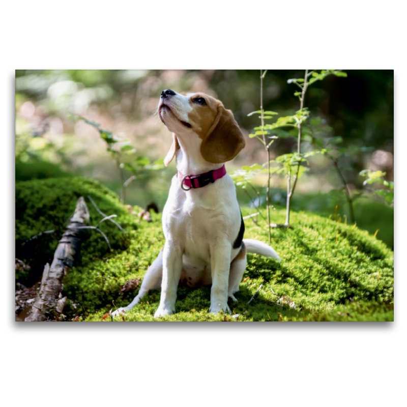 Beagle-Mädchen im Wald