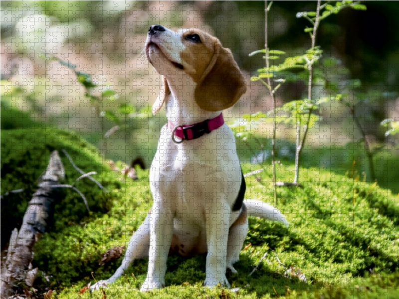 Beagle-Mädchen im Wald