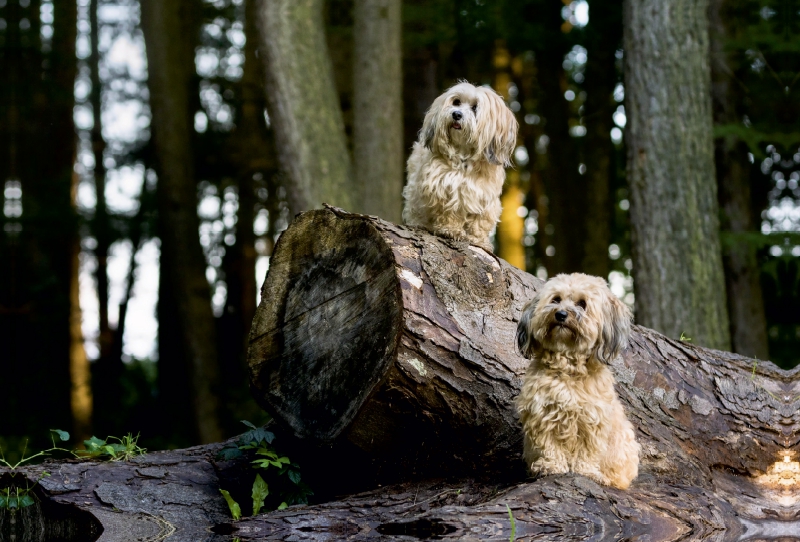 Zwei kleine Kobolde im Wald.