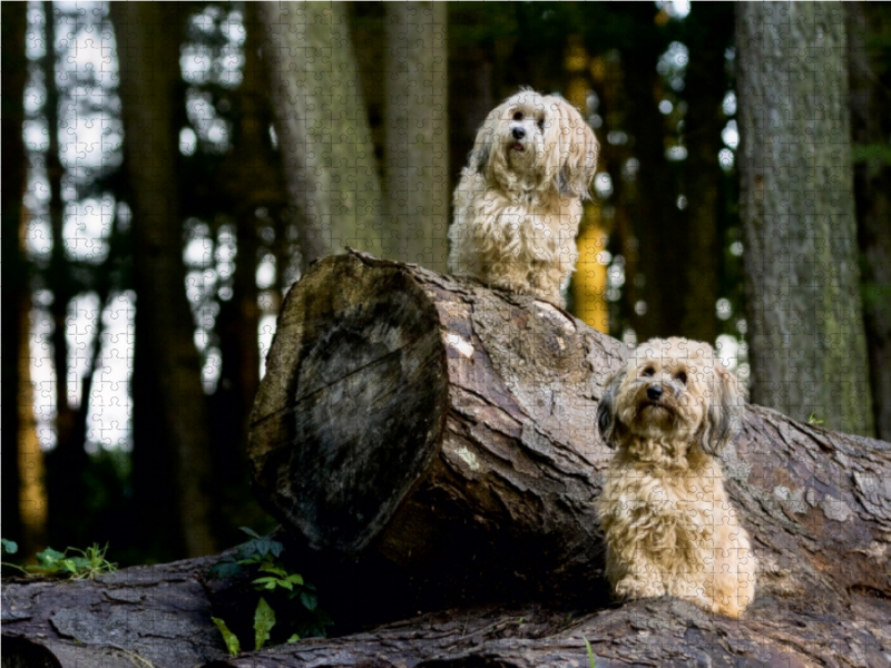 Zwei kleine Kobolde im Wald.