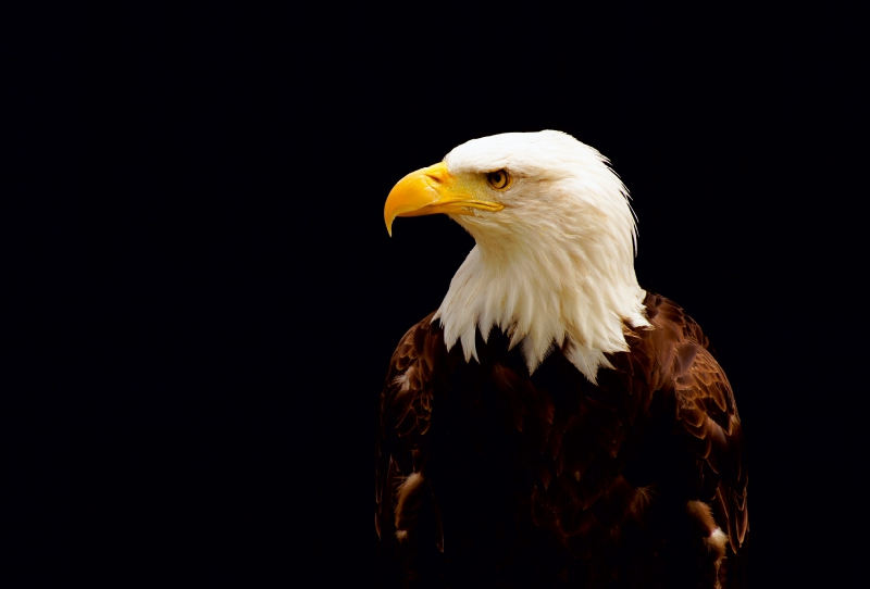 Weißkopfseeadler