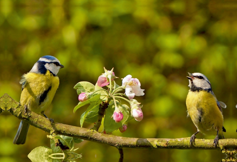 Frühlingsmelodie der Blaumeise