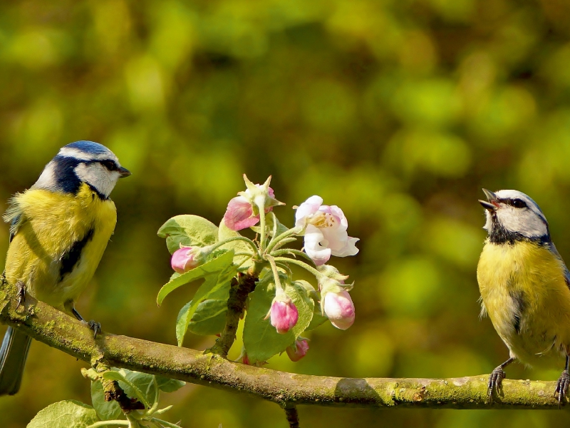 Frühlingsmelodie der Blaumeise