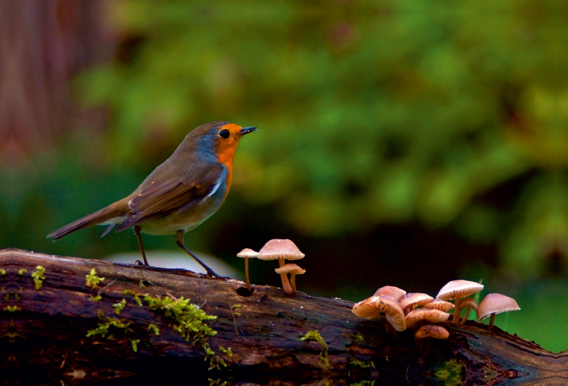 Rotkehlchen im Wald