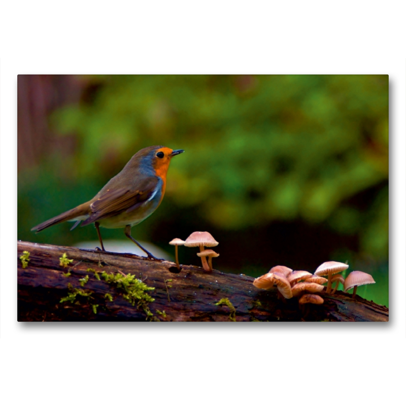 Rotkehlchen im Wald