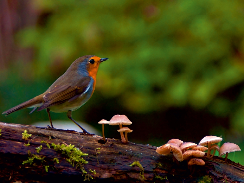 Rotkehlchen im Wald