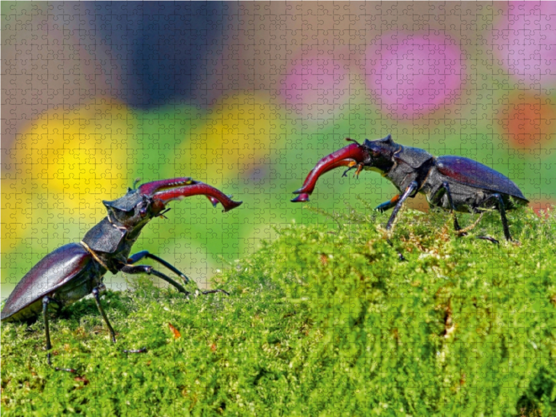 Zwei männliche Hirschkäfer