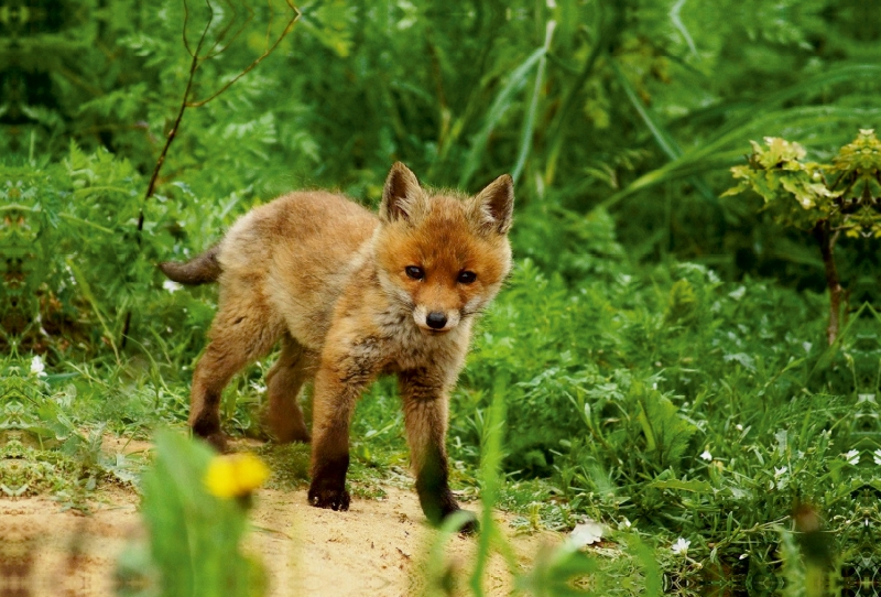 Kleiner Fuchs