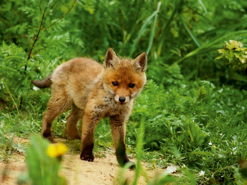 Kleiner Fuchs