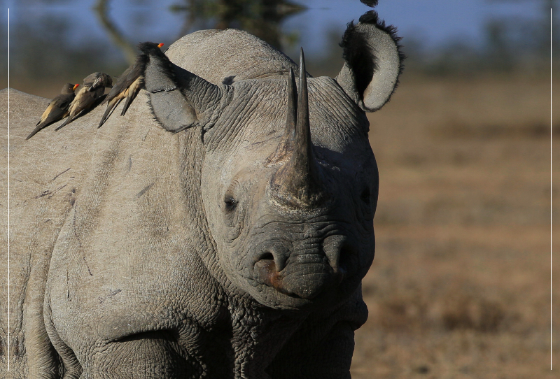 Nashorn im Ol Pejeta Conservancy Kenia