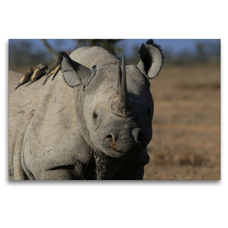 Nashorn im Ol Pejeta Conservancy Kenia