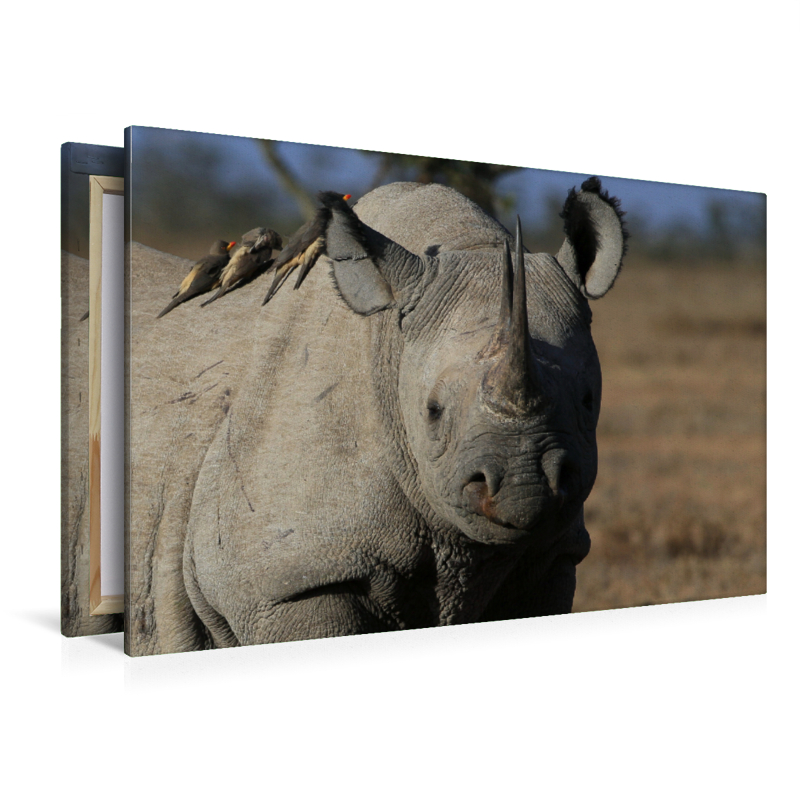 Nashorn im Ol Pejeta Conservancy Kenia