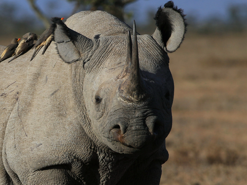 Nashorn im Ol Pejeta Conservancy Kenia