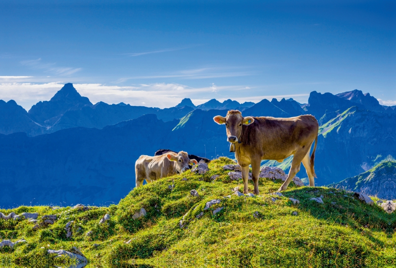 Allgäuer Braunvieh