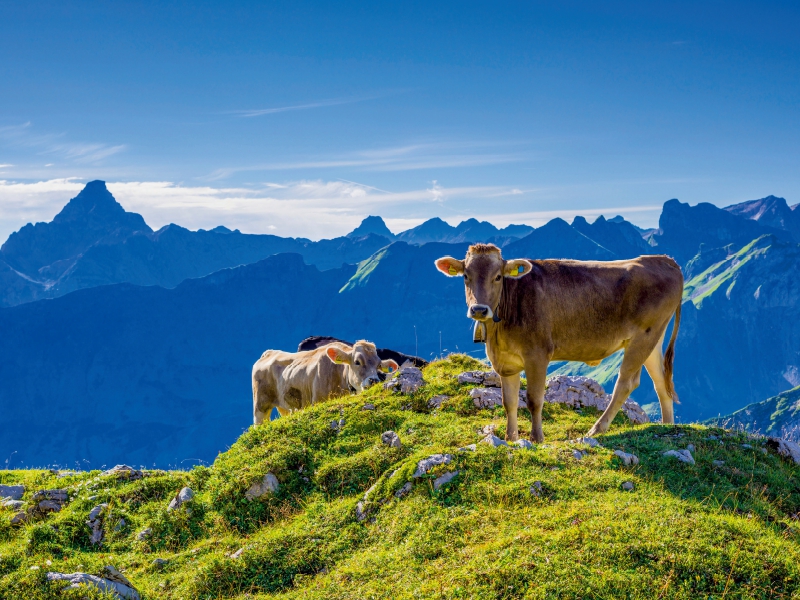 Allgäuer Braunvieh