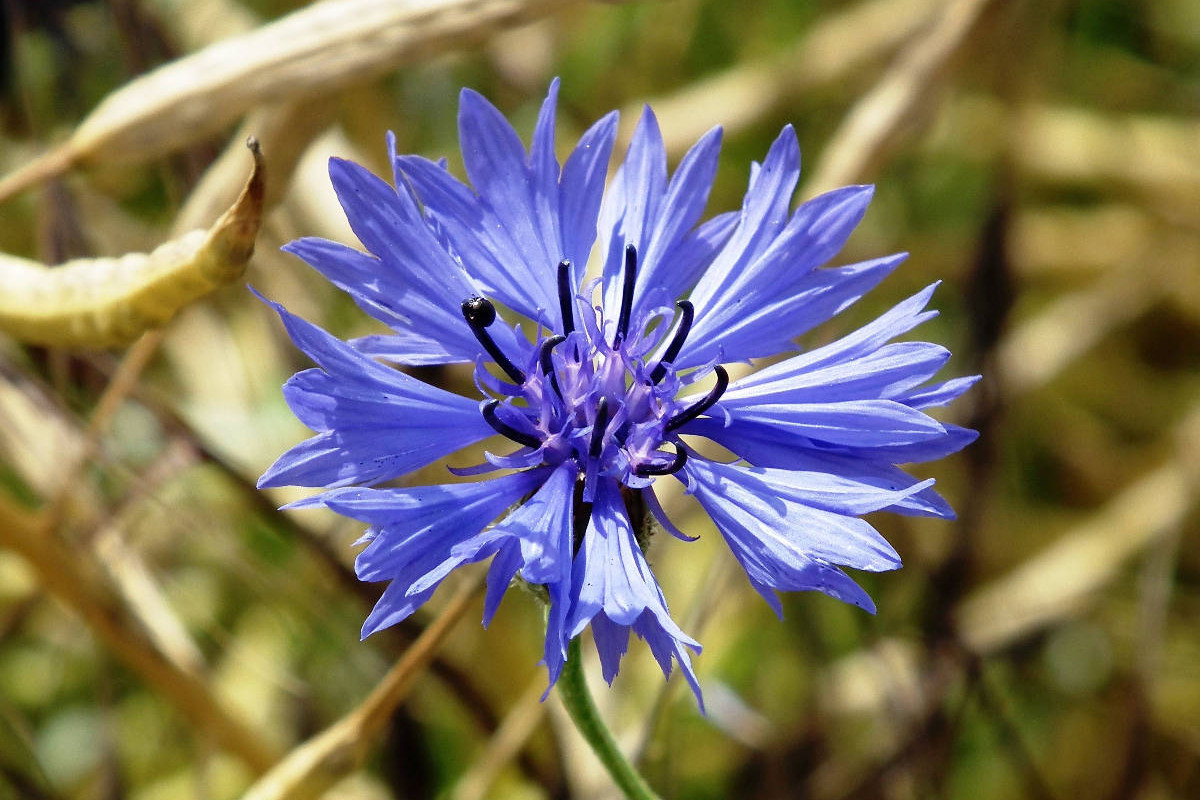 Ein Motiv aus dem Kalender Kornblumen - Blaue Schönheiten