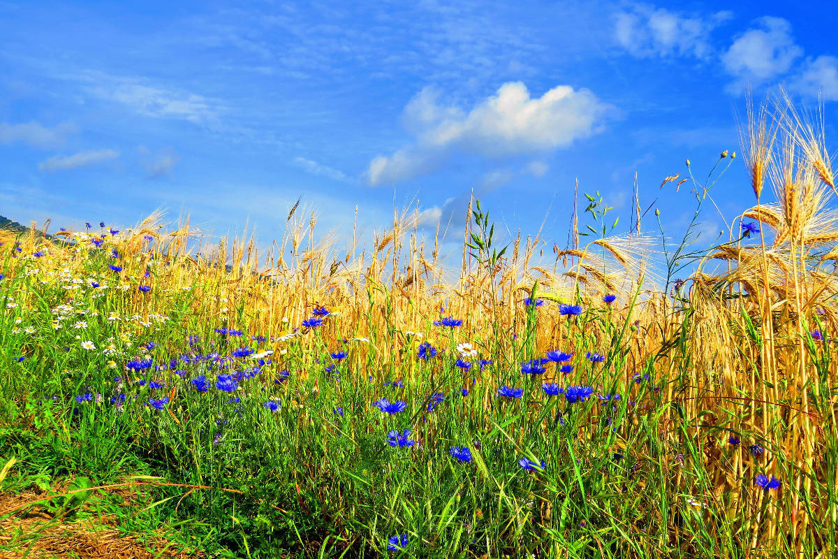 Ein Motiv aus dem Kalender Kornblumen - Blaue Schönheiten