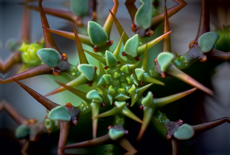 Euphorbia avasmontana