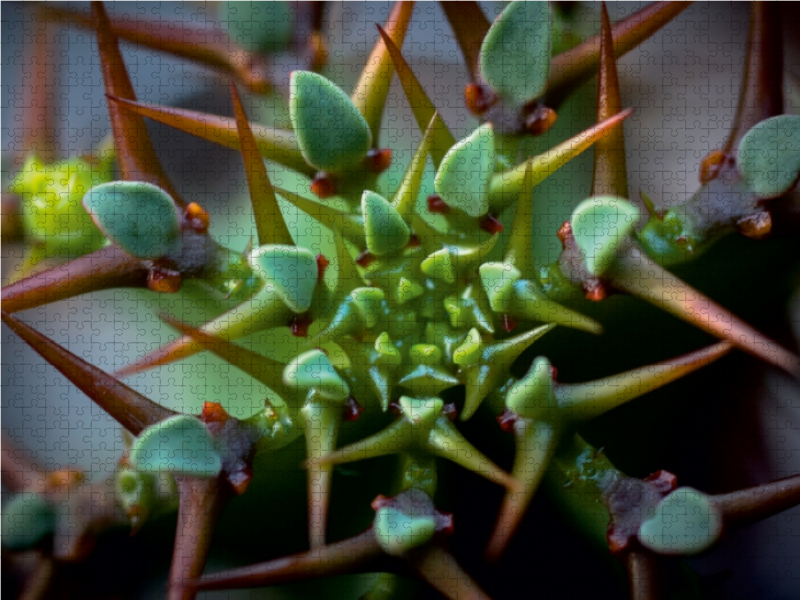 Euphorbia avasmontana