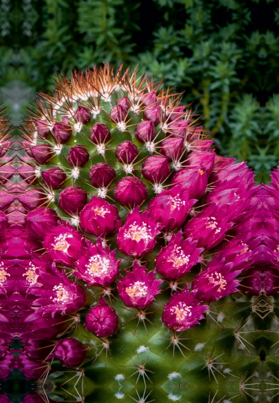 Mammillaria backebergiana