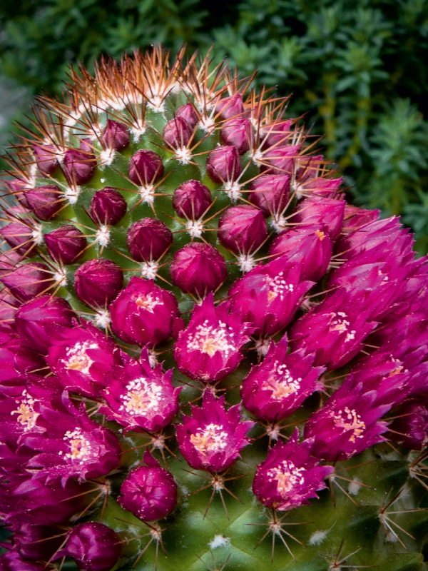 Mammillaria backebergiana