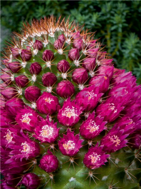 Mammillaria backebergiana