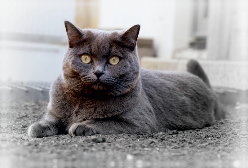 Britischkurzhaar-Katze. Ein Motiv aus dem Kalender`'Graue Engel'