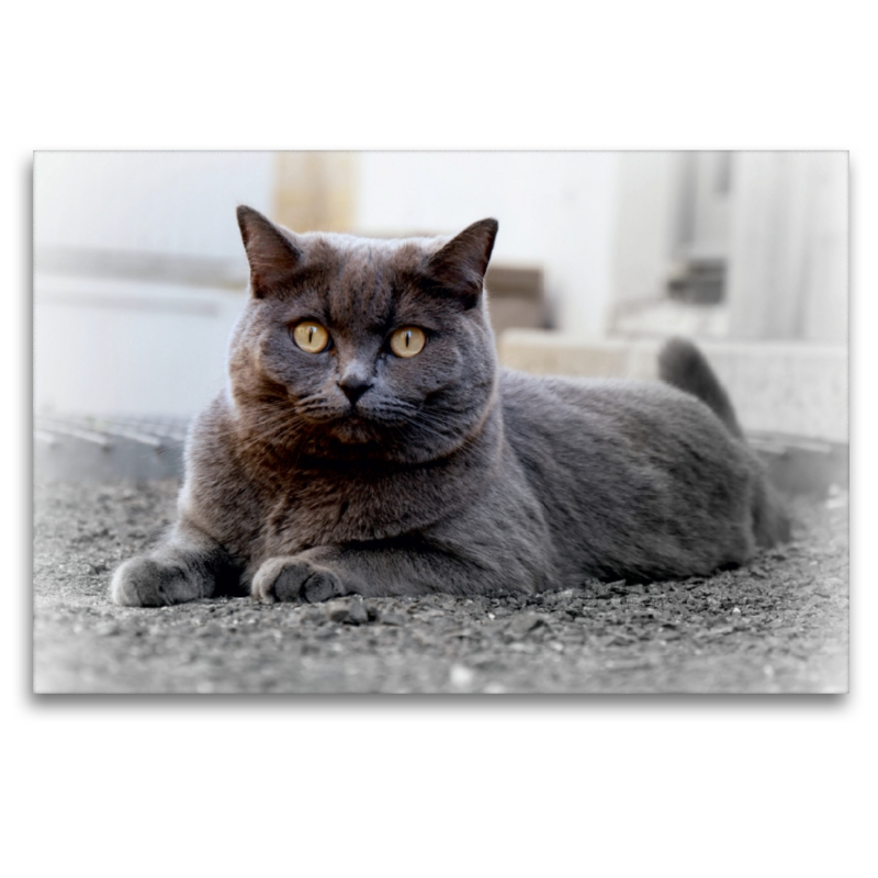 Britischkurzhaar-Katze. Ein Motiv aus dem Kalender`'Graue Engel'