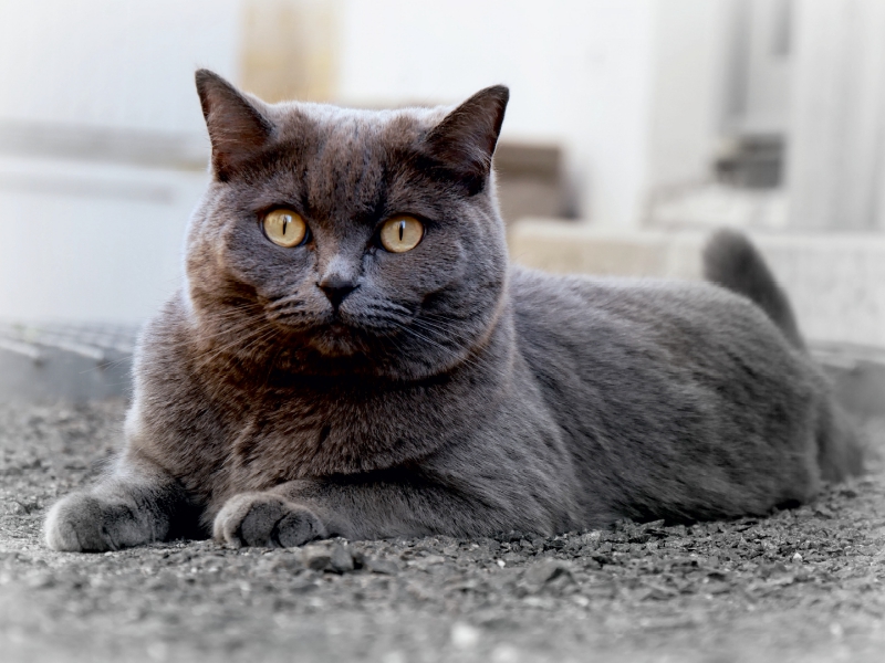 Britischkurzhaar-Katze. Ein Motiv aus dem Kalender`'Graue Engel'